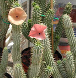 Weight loss. Hoodia - nieuwe manier voor gewichtsverlies.